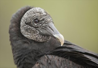 American Black Vulture