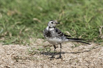 Juvenile Paid Wagatail