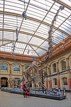 Halle mit Skelett des Brachiosaurier