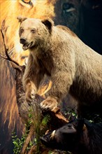 The stuffed big brown bear as wild animal in the view