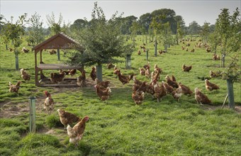 Domestic chickens