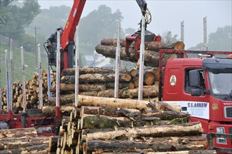 Loading cut logs on trailer