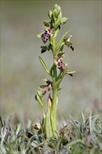 Cyprus cyprus bee orchid