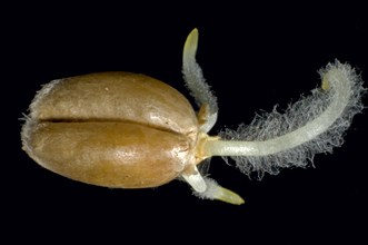 Germinating seed of winter wheat