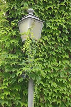 Streetlamp overgrown with vines in Niederwalluf