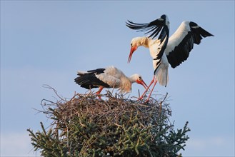 Male white stork landing in the nest at sunset where the female is waiting for him