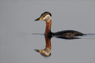 Red-necked grebe