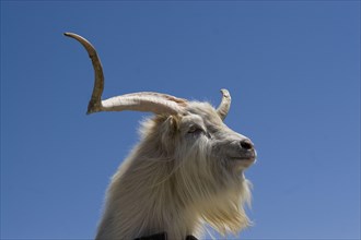 Goat with small ears