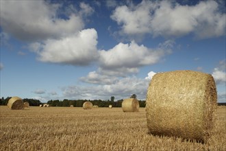 Round bales of straw in a stubble field