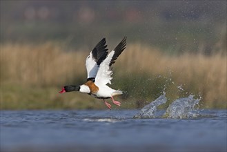 Common shelduck