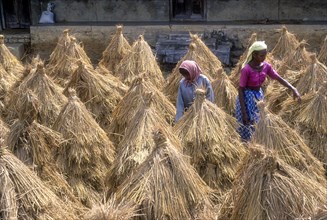 Two people drying harvested rice crop near Palakkad or Palghat