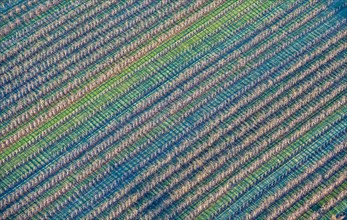 Aerial view of an apple orchard