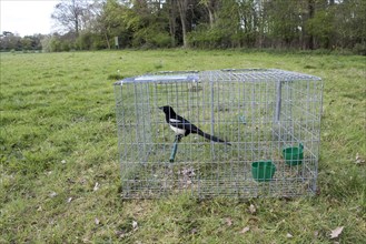 Larsen trap for catching magpies and other Corvidae