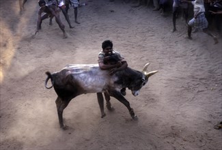 Jallikattu in Alangnallur during Pongal festival near Madurai Tamil Nadu