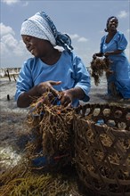 Women harvesting red algae