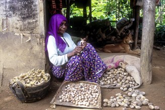 An old woman hand holding a betel nut or areca nut