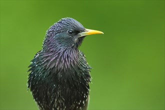 Portrait of a common starling