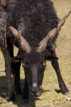 The Racka is a unique breed in which both ewes and rams have long spiral horns. The breed belongs to the zigzag type and originated in Hungary. The b