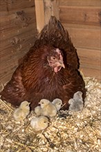 A New Hampshire Red Cross hen with lavender pekin chicks