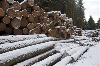 Snow covered pine logs in forestry plantation