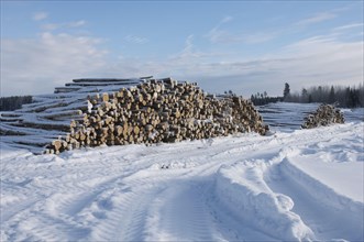 A pile of felled tree trunks in the snow