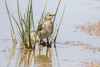 Young starling on reed stalk