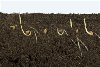 Wheat seeds germinating in a glass-sided container and showing root and air development