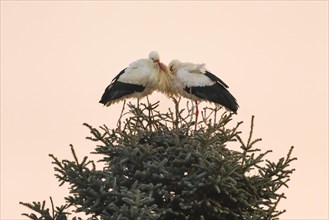 A pair of white storks leaning against each other in their nest in cold temperatures and enjoying the first rays of sunshine