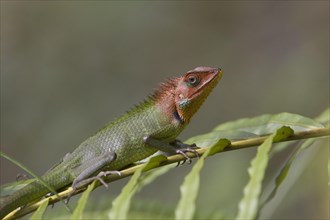 Beautiful Lizard