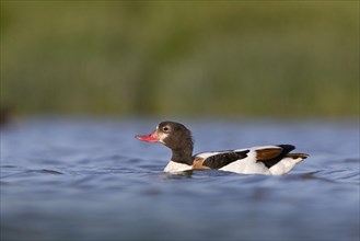 Common shelducks