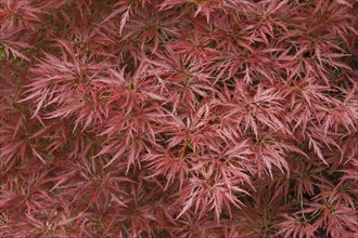 Red smooth japanese maple