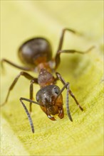 Hairy Wood Ant
