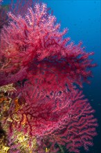 Mediterranean Fan Coral