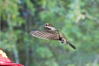 Long-billed Starthroat