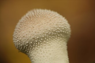 Detail of the common puffball