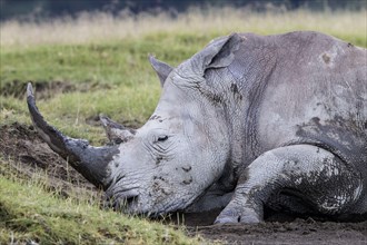 Adult white rhinoceros