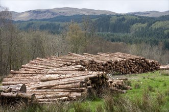 Softwood lumber
