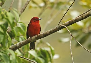 Flame-coloured tanager