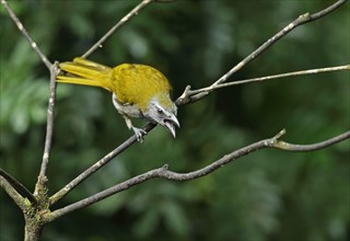 Buff-throated Saltator