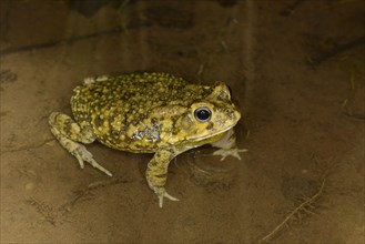 Eastern Olive Toad