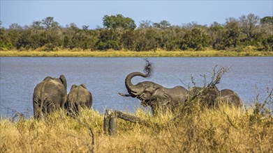 Elephants on their way to the bath