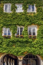 Town hall facade planted with boston ivy