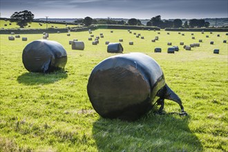 Plastic wrapped silage round bales in the field