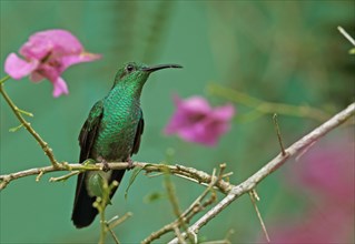 White-vented Plumeleteer