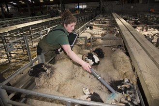 Worker scans electronic ear tags on horned ewes in stalls at a livestock auction