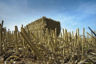 Large bales of wheat straw bales in stubble field
