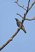 Bar-bellied Cuckoo-shrike