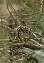 Spotted Thrush