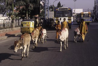 Temple cattles in Visakhapatnam