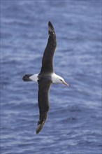 Campbell's albatross